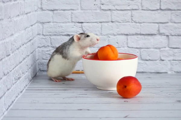 Dekoratif siyah beyaz bir fare taze turuncu şeftali koklar ve yer. Güzel bir yüz, uzun bıyıklı ve pembe burunlu. Etkileyici siyah boncuk gözler. Fare kapat. Meyve diyeti..