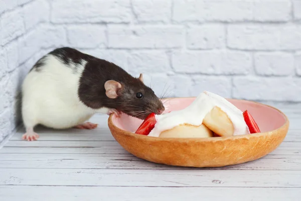 Decorative Black White Rat Sniffs Eats Curd Cheese Cakes Sour — Stock Photo, Image