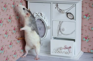 Dekoratif siyah beyaz bir aptal farenin arka ayakları üzerinde beyaz bir dolabın yanında duruyor. Provence veya vintage tarzı iç mimari.