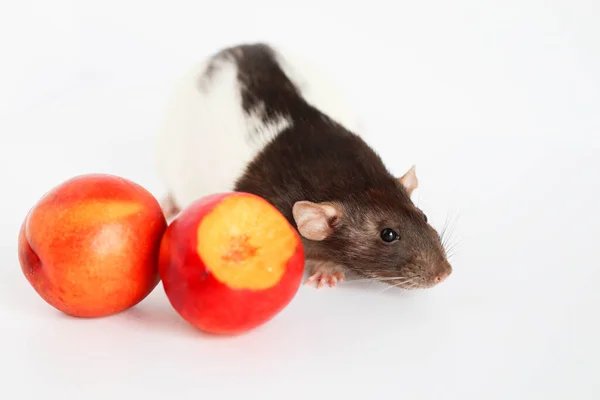 Decorativo Ratto Bianco Nero Annusare Mangiare Succosa Pesca Dolce Gustosa — Foto Stock