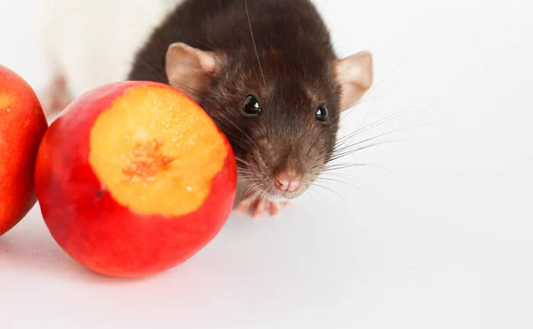Dekoratif siyah beyaz fare beyaz arka planda tatlı ve lezzetli şeftaliyi kokluyor ve yiyor..