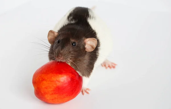 Dekoracyjne Czarno Białe Szczury Wąchające Jedzące Soczyste Słodkie Smaczne Brzoskwinie — Zdjęcie stockowe