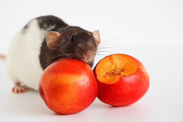 Decorative Black White Rat Sniffing Eating Juicy Sweet Tasty Peach — Stock Photo, Image