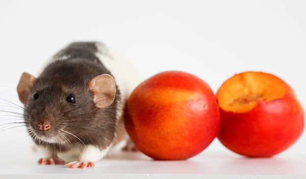 Decorative black and white rat sniffing and eating juicy sweet and tasty peach on a white background.
