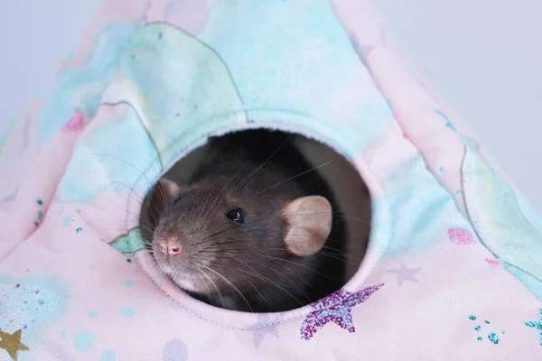 Dekoratif, siyah, sevimli bir sıçan, üçgen bir evin dışına bakıyor. Bir farenin yüzüne yakın çekim.