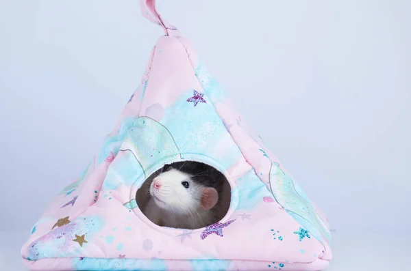 Decorative White Cute Rat Peeps Out Fabric Triangular House Close — Stock Photo, Image