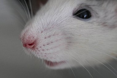 Dekoratif bir farenin ağızlığı. Sevimli hayvan. Pembe burunlu ve uzun bıyıklı bir makro fotoğraf. Fare portresi.