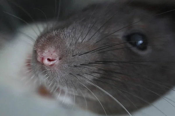 Dekoratif bir farenin ağızlığı. Sevimli hayvan. Pembe burunlu ve uzun bıyıklı bir makro fotoğraf. Fare portresi.