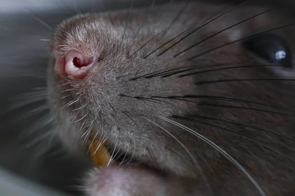 Kaganiec Ozdobnego Szczura Zbliżenie Słodkie Zwierzątko Makro Zdjęcie Różowego Nosa — Zdjęcie stockowe