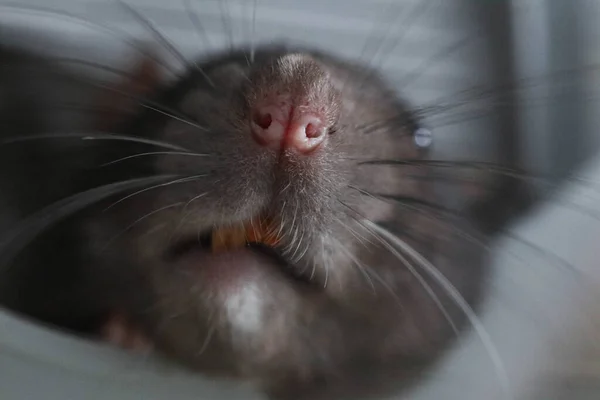 Kaganiec Ozdobnego Szczura Zbliżenie Słodkie Zwierzątko Makro Zdjęcie Różowego Nosa — Zdjęcie stockowe