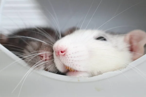 Kaganiec Ozdobnego Szczura Zamyka Się Słodkie Zwierzątko Makro Zdjęcie Różowego — Zdjęcie stockowe