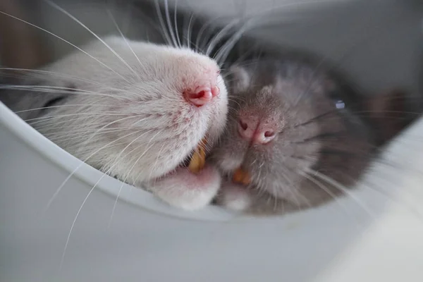 装飾用のネズミの銃口が閉じます 可愛いペット ピンクの鼻と長い口ひげのマクロ写真 ネズミの肖像画 ２匹のネズミが家の中に横たわって鼻が突き出て — ストック写真