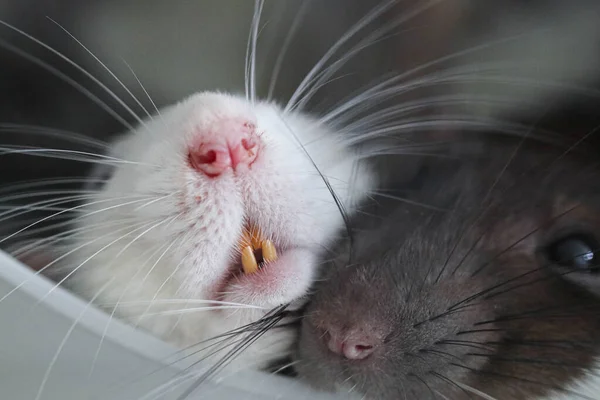 Kaganiec Ozdobnego Szczura Zamyka Się Słodkie Zwierzątko Makro Zdjęcie Różowego — Zdjęcie stockowe