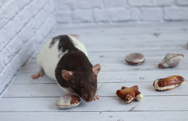 Decorative Black White Rat Sniffs Chocolate Candy Form Seashells White — Stock Photo, Image
