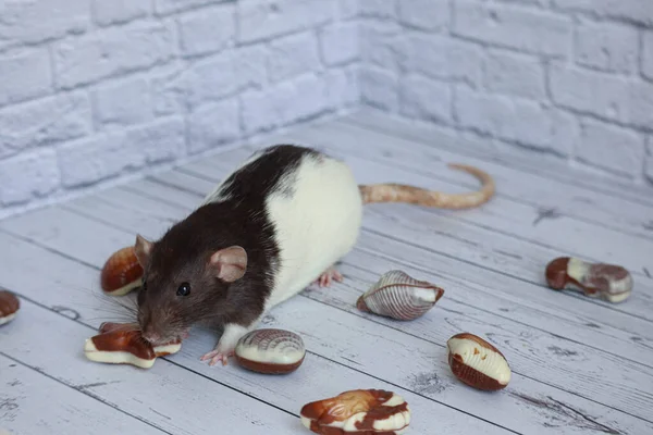 Decorative Black White Rat Sniffs Chocolate Candy Form Seashells White — Stock Photo, Image