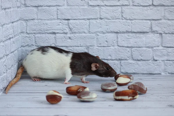 Dekoratif siyah ve beyaz sıçan, beyaz tuğla zemine karşı deniz kabuğu şeklinde çikolata kokusu alıyor. Fare kapat..