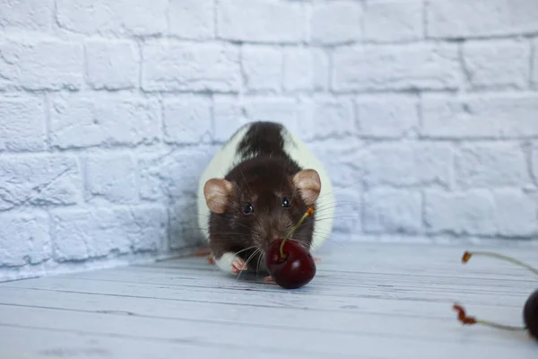 Rat Noir Blanc Déco Renifle Mange Une Cerise Rouge Gros — Photo