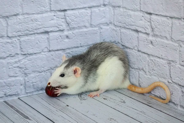 Süslü siyah beyaz sıçan kırmızı kiraz koklar ve yer. Beyaz tuğlalardan oluşan bir arka plan ve ahşap bir zemin. Sağlıklı beslenme.