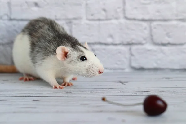 Ratto Bianco Nero Decorativo Annusa Mangia Una Bacca Ciliegia Rossa — Foto Stock