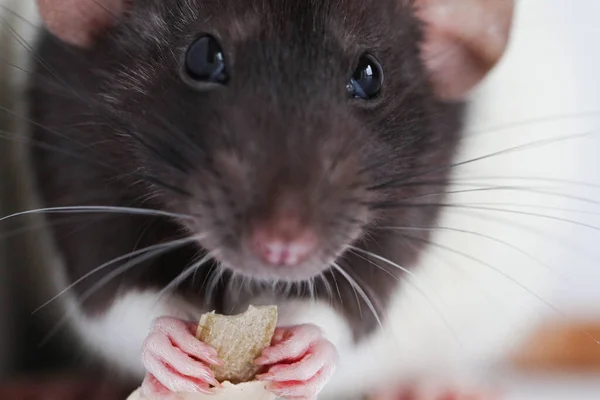 Bir farenin kafasını kapat. Fare suratının makro görüntüsü. Uzun bıyıklı ve pembe burunlu şirin bir yüz. Etkileyici siyah boncuk gözler..
