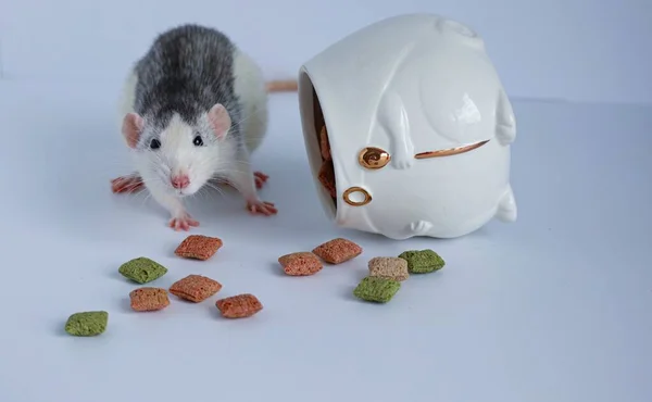 小白鼠 小白鼠一种小的装饰的黑白鼠嗅闻并吃瓷白容器中的饼干背景是白色的 — 图库照片