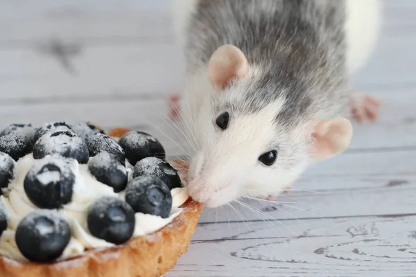 Cute Decorative Black White Rat Sniffs Eats Tartlet Creamy White — Stock Photo, Image