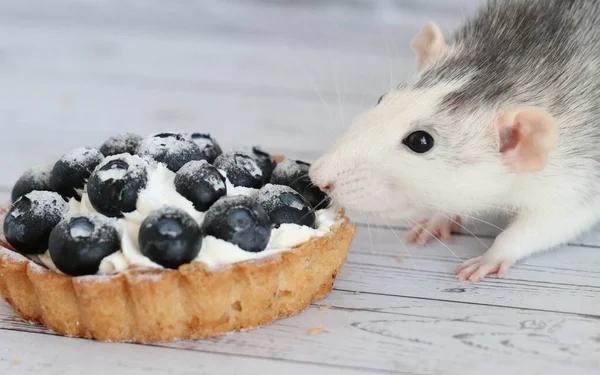 Mignon Rat Décoratif Noir Blanc Renifle Mange Une Tarte Crème — Photo