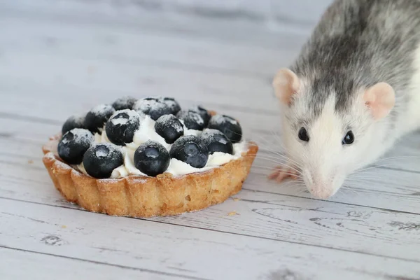 Cute Decorative Black White Rat Sniffs Eats Tartlet Creamy White — Stock Photo, Image