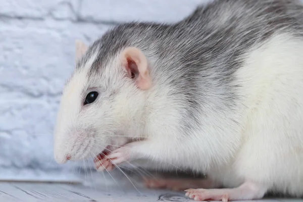 Şirin bir dekoratif siyah beyaz fare tatlı yaban mersinlerini koklayıp yer. Beyaz ahşap arka planda.