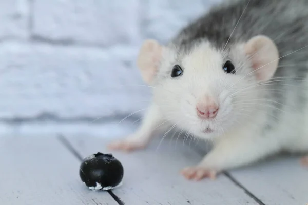 Een Schattige Decoratieve Zwart Wit Rat Snuift Eet Zoete Bosbessen — Stockfoto