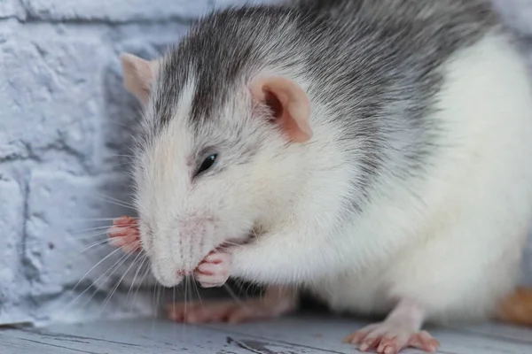 Słodki Dekoracyjny Czarno Biały Szczur Myje Twarz Małymi Łapkami Tle — Zdjęcie stockowe
