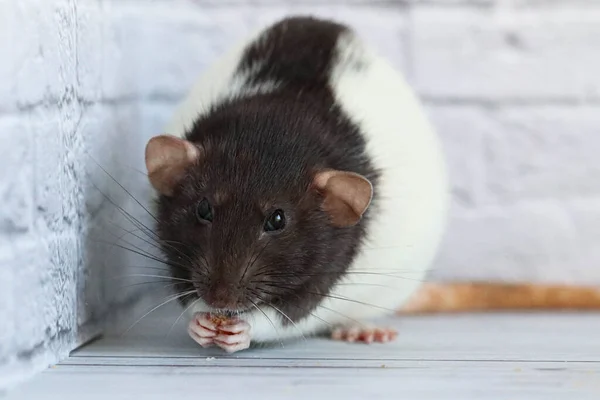 Una Linda Rata Decorativa Negra Blanca Huele Come Tartaleta Con — Foto de Stock