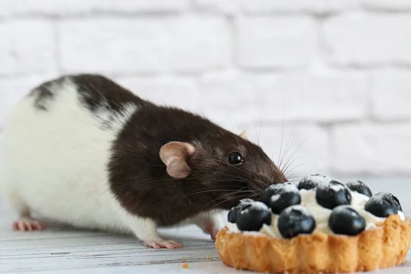 Cute Decorative Black White Rat Sniffs Eats Tartlet Creamy White — Stock Photo, Image