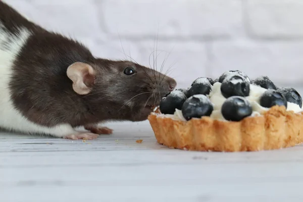 Cute Decorative Black White Rat Sniffs Eats Tartlet Creamy White — Stock Photo, Image