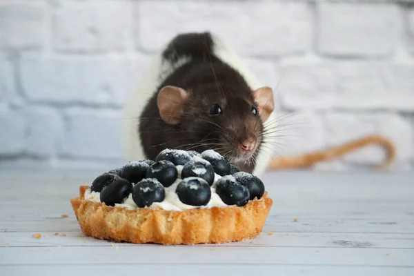 Simpatico Ratto Decorativo Bianco Nero Annusa Mangia Una Tartelletta Con — Foto Stock