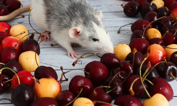 Mignon Rat Noir Blanc Décoratif Trouve Centre Tas Cerises Mûres — Photo