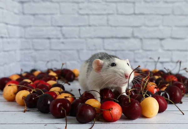 Mignon Rat Noir Blanc Décoratif Trouve Centre Tas Cerises Mûres — Photo