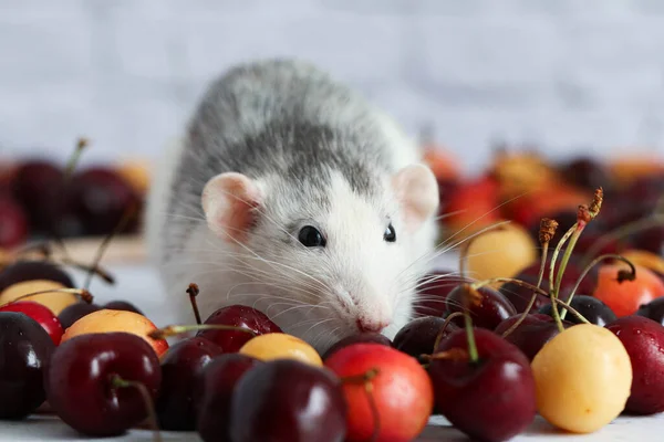Süslü siyah beyaz fare olgun kiraz yığınının ortasında duruyor. Kırmızı ve sarı kirazlar kalp şeklinde serilmiştir. Beyaz tuğlalı bir arka planda bir kemirgenin yakın çekimi.