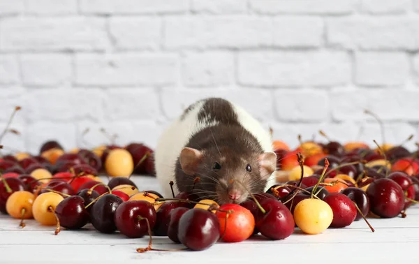 Mignon Rat Noir Blanc Décoratif Trouve Centre Tas Cerises Mûres — Photo