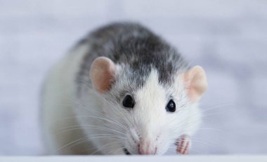 Fare kapat. Makro atış. Pembe burunlu ve uzun bıyıklı şirin bir ağızlık.