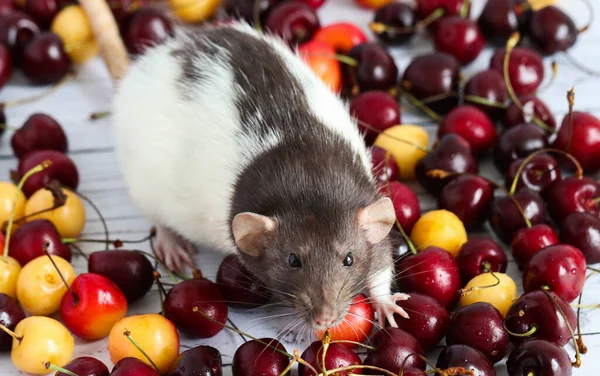 Süslü siyah beyaz fare olgun kiraz yığınının ortasında duruyor. Beyaz tuğlalı bir arka planda bir kemirgenin yakın çekimi.