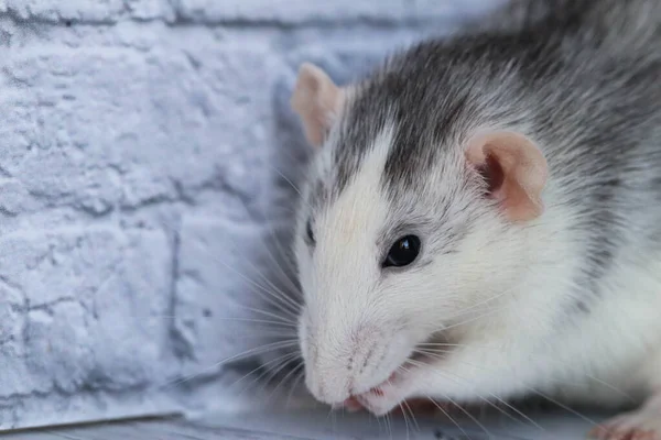 Szczur Bliska Strzelanie Makro Ładny Wąs Różowym Nosem Długimi Wąsami — Zdjęcie stockowe