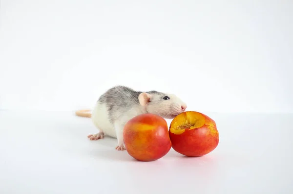 Şirin dekoratif siyah beyaz bir fare sulu, tatlı ve lezzetli bir şeftali yer. Beyaz arkaplanda yakın plan.