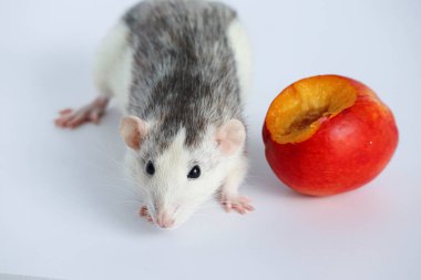 Şirin dekoratif siyah beyaz bir fare sulu, tatlı ve lezzetli bir şeftali yer. Beyaz arkaplanda yakın plan.