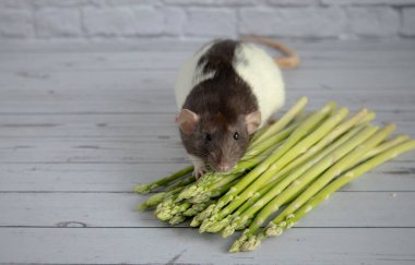 Dekoratif sevimli siyah beyaz sıçan, açık ahşap arka planda duran bir buket kuşkonmaz kokluyor..