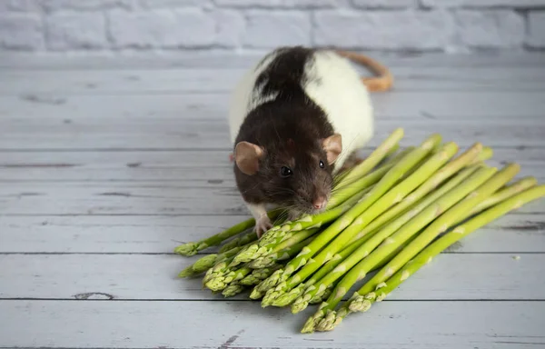 Decorative cute black and white rat sniffs a bouquet of asparagus, which lies on a light wooden background.