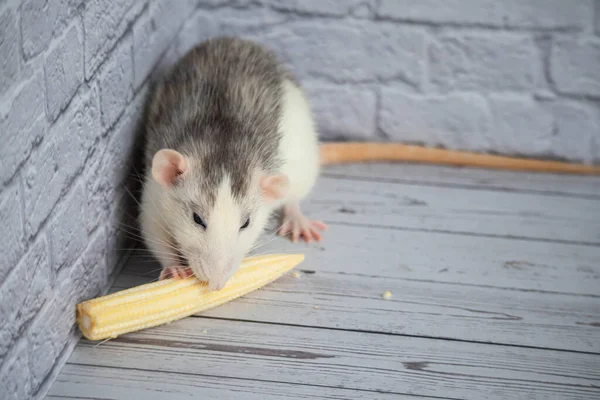 Decorative cute black and white rat eating mini corn. Rodent close-up on a white background.