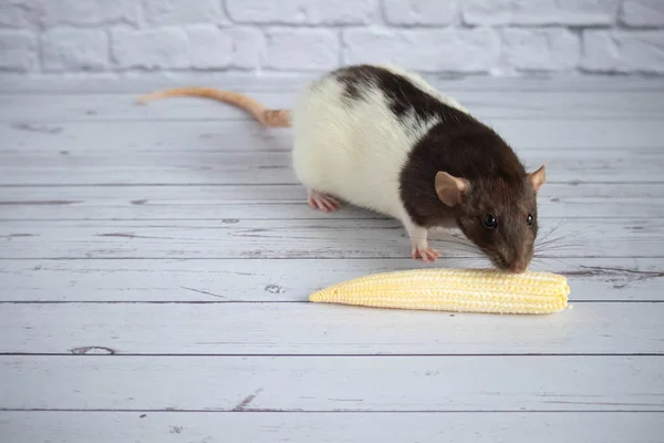 Decorative cute black and white rat eating mini corn. Rodent close-up on a white background.