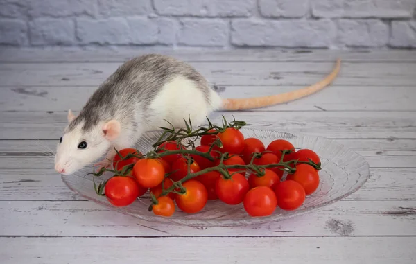 Rata blanca y negra decorativa olfatea tomates cherry rojos y jugosos. — Foto de Stock