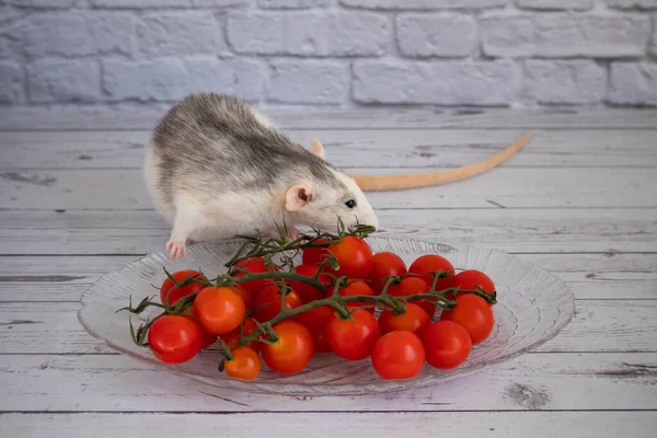 Decorative black and white rat sniffs red and juicy cherry tomatoes.